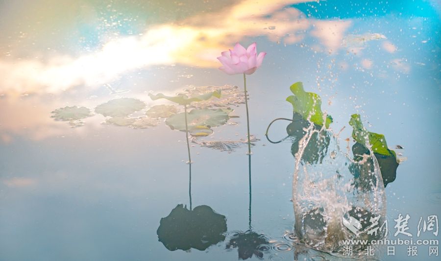 《 荷 吟 》 周忠 攝.jpg.jpg