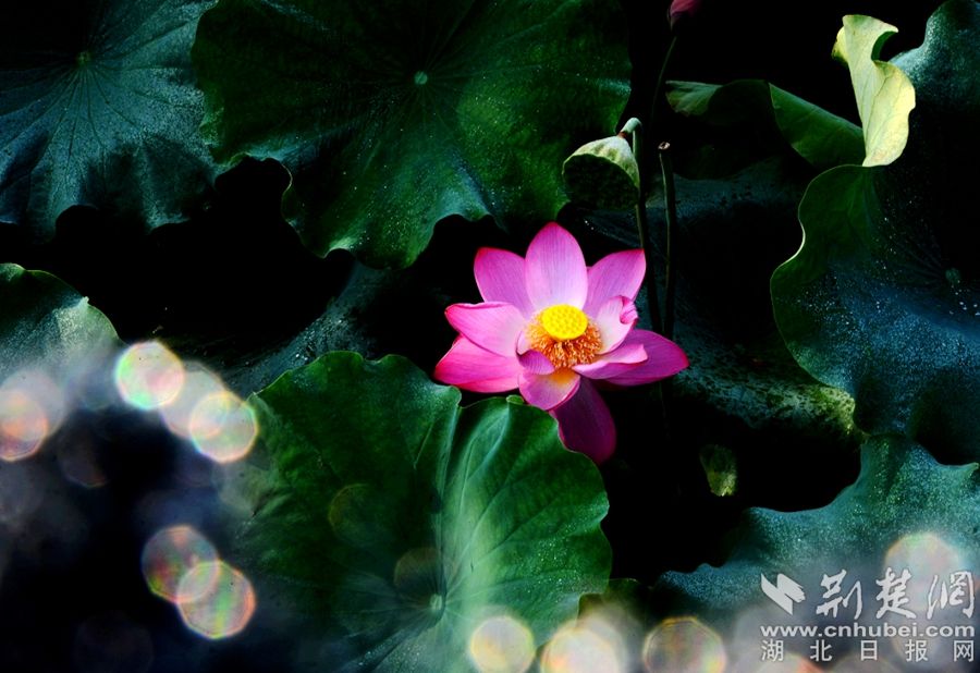 《 蓮心璀燦 》 尹學(xué)斌 攝.jpg.jpg